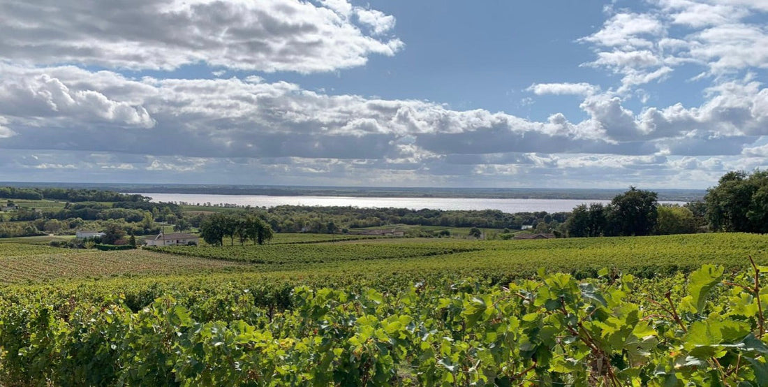 Right Bank vs. Left Bank Bordeaux: What Is the Difference?
